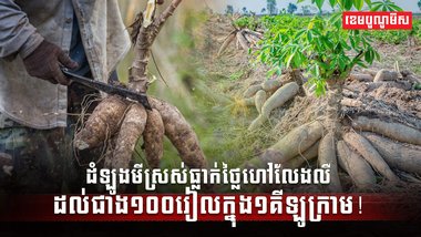 វិស័យកសិកម្ម
