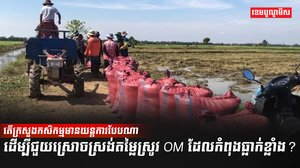 វិស័យកសិកម្ម