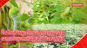 វិស័យកសិកម្ម