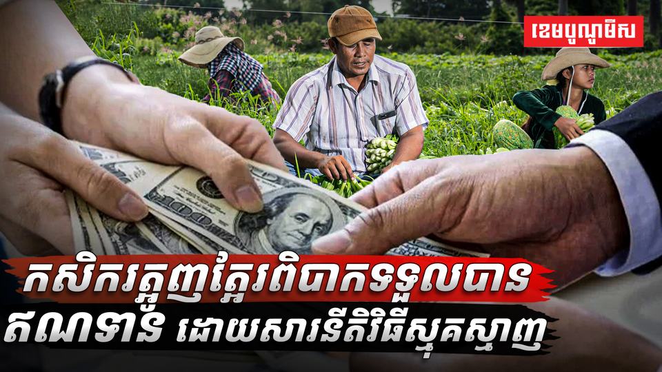 វិស័យកសិកម្ម