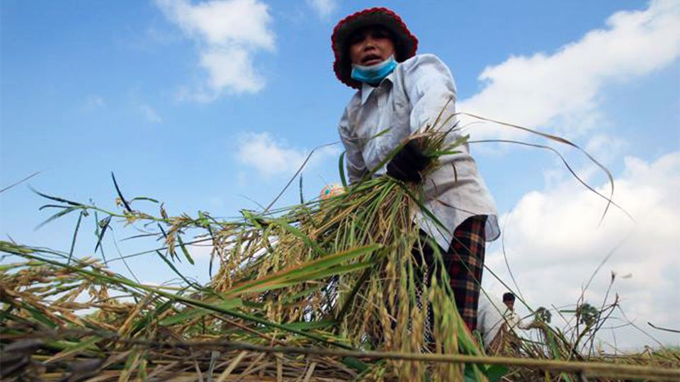 ក្រសួង​កសិកម្ម​ហាម​ការ​ប្រើ​ថ្នាំ​ពុល tricyclazole លើ​ដំណាំស្រូវ។