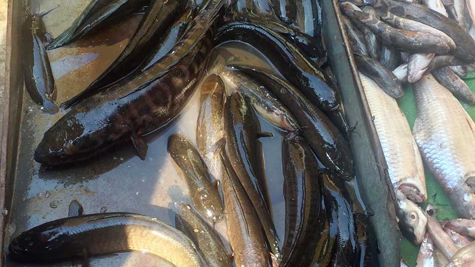 មួយឆ្នាំៗ ខ្មែរ​នាំ​ត្រី​ចូល​ពី​វៀតណាម និង​ថៃ គិត​ជា​ទឹក​ប្រាក់​ប្រមាណ ៤០​លានដុល្លារ