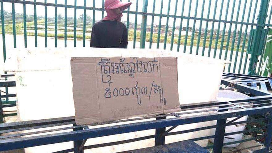 ត្រីអណ្តែងមួយគីឡូក្រាម ៥០០០រៀល ដាក់លក់នៅកសិដ្ឋាន Cambodia Best Farm