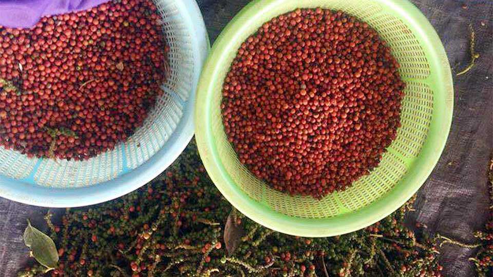 ម្រេច