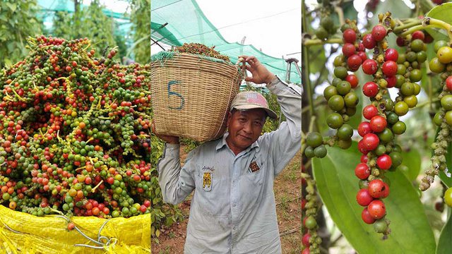កសិករ​ប្រមូល​ផល​ម្រេច​ នៅ​ខេត្ត​កំពត។