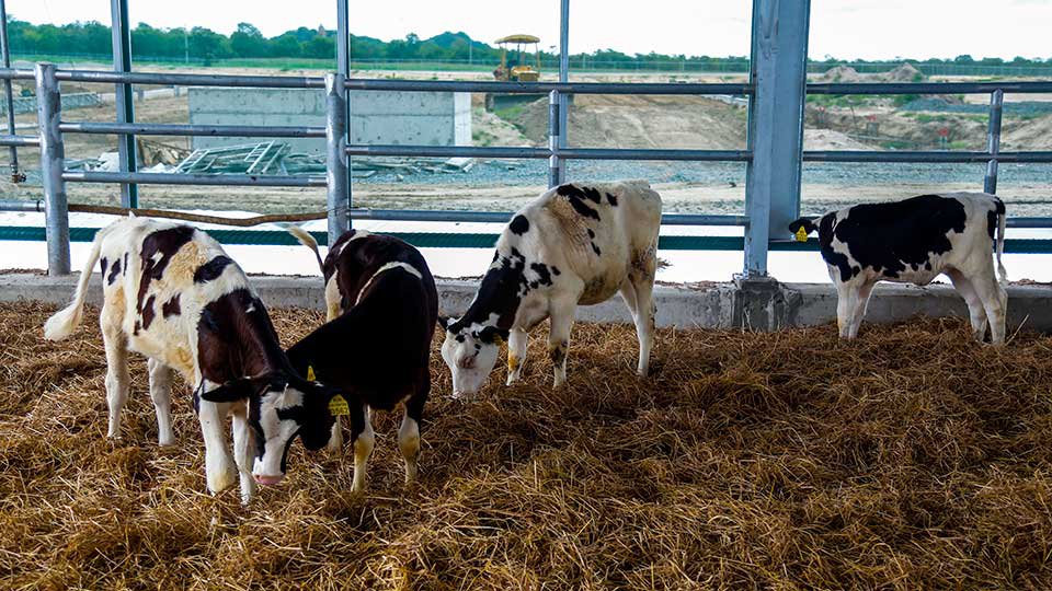 ពូជគោ Holstein heifers ចំនួន ៥៥០​ក្បាល ត្រូវ​​បាន​នាំចូល​ពី​ប្រទេស​អូស្រ្តាលី យក​មក​ចិញ្ចឹម​នៅ​លើ​កសិដ្ឋាន​គិរីសួគ៌នេះ។