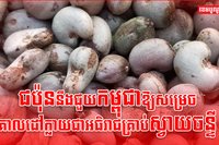 វិស័យកសិកម្ម