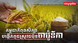 វិស័យស្រូវ អង្ករ