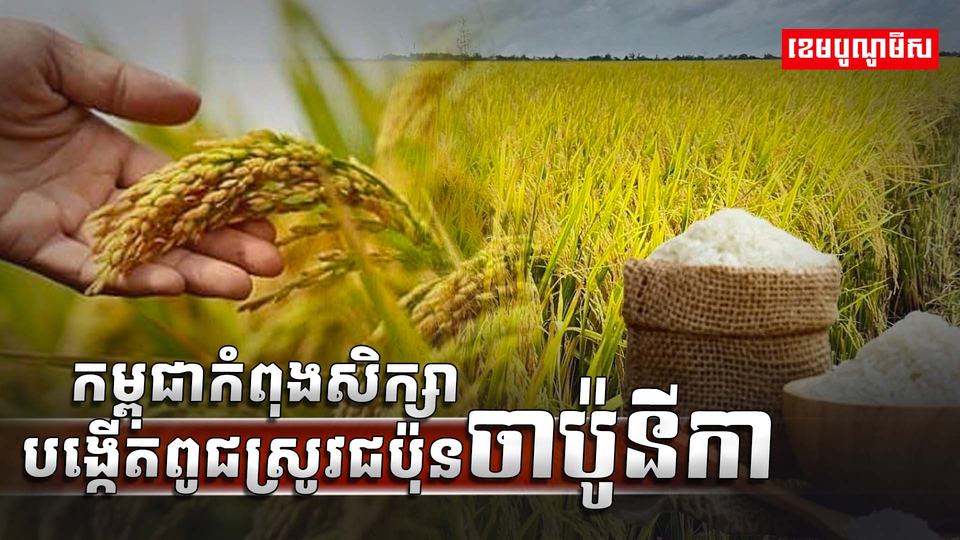វិស័យស្រូវ អង្ករ