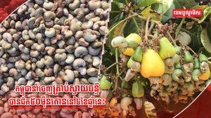 គ្រាប់ស្វាយចន្ទីកើនឡើង