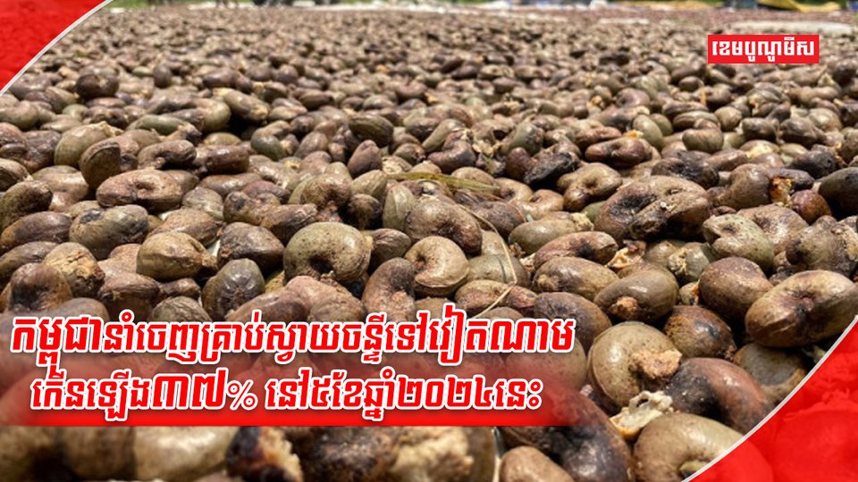 ដំណាំស្វាយចន្ទី