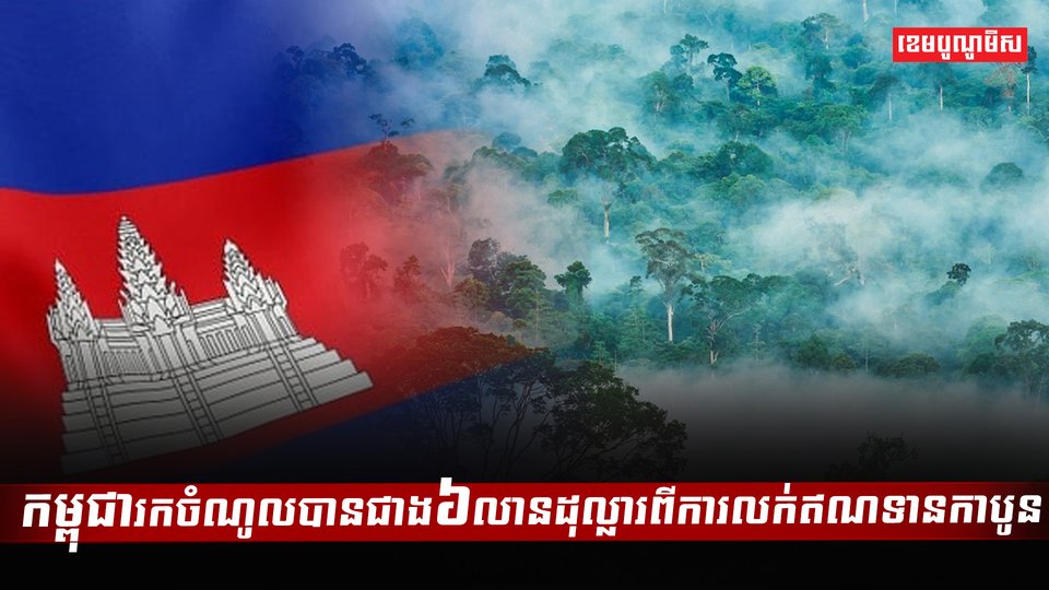 វិស័យព្រៃឈើ