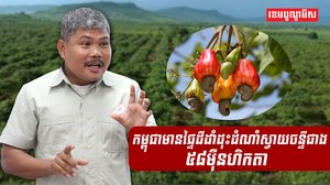 កម្ពុជាមានផ្ទៃដីដាំដុះដំណាំស្វាយចន្ទីជាង៥៨ម៉ឺនហិកតា