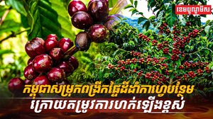 វិស័យកសិកម្ម