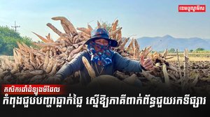 ដំឡូងមី