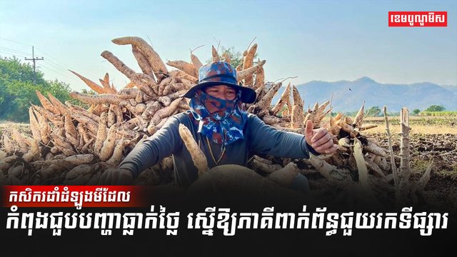 ដំឡូងមី