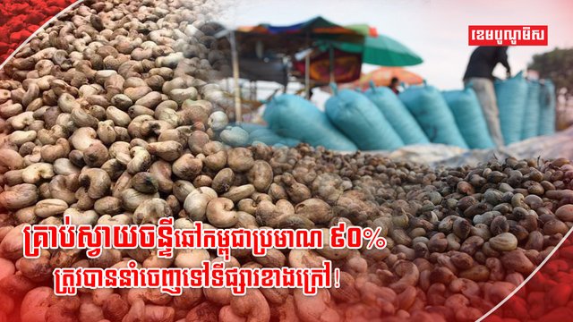 ដំណាំស្វាយចន្ទី