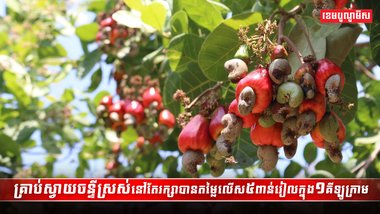 វិស័យស្វាយចន្ទី