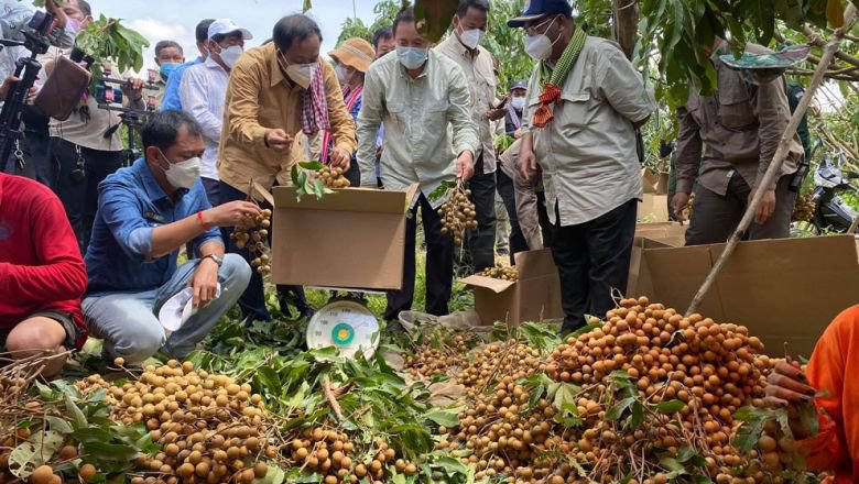 ក្រុមការងារ​លោកនាយក​រដ្ឋមន្ត្រី និង​អាជ្ញាធរ ​ចុះ​​ប្រមូល​ទិញ​ផ្លែ​មៀន ពី​កសិករ​នៅក្នុង​ខេត្ត​បាត់ដំបង។ រូបថត៖ ឯកឧត្តម ហ៊ីង ប៊ុនហៀង