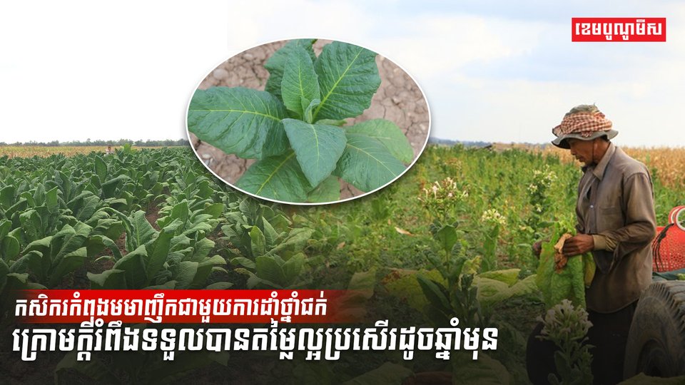 វិស័យកសិកម្ម