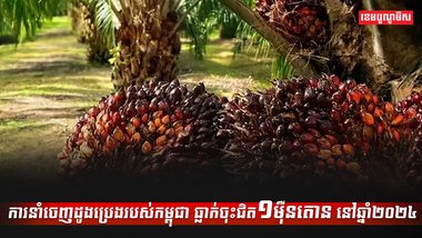ដូងប្រេង
