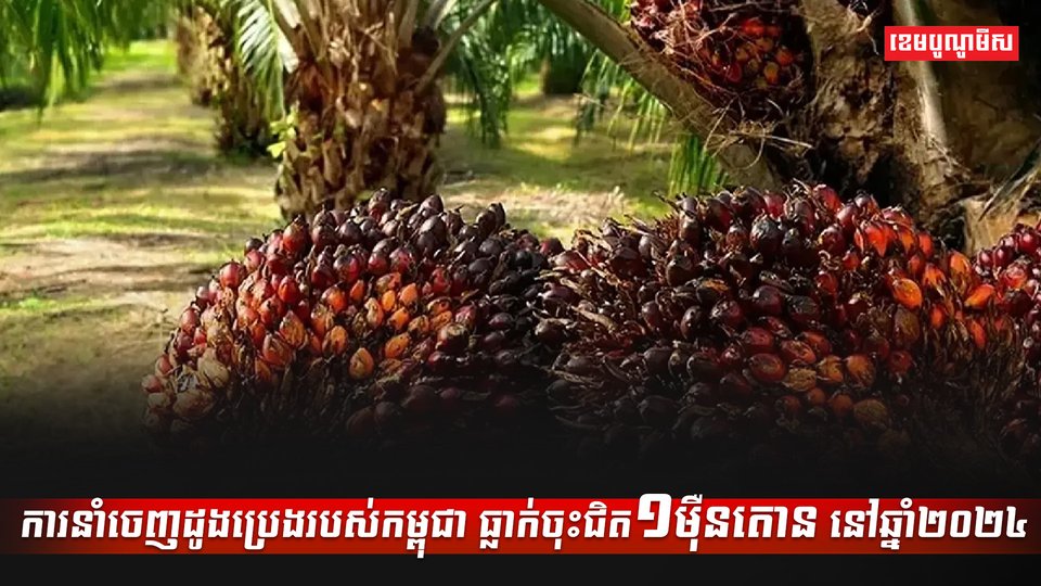 ដូងប្រេង