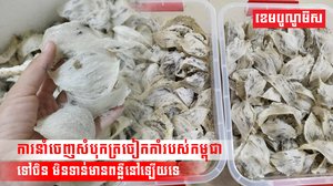 ការនាំចេញសំបុកត្រចៀកកាំរបស់កម្ពុជា ទៅចិន មិនទាន់មានពន្លឺនៅឡើយទេ