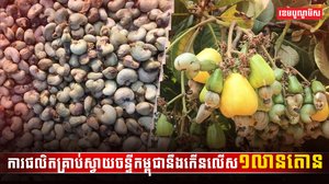 វិស័យស្វាយចន្ទី