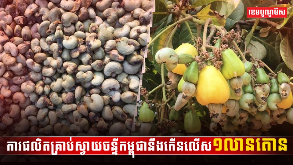 វិស័យស្វាយចន្ទី