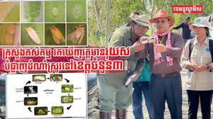 រកឃើញវត្តមានរុយសប