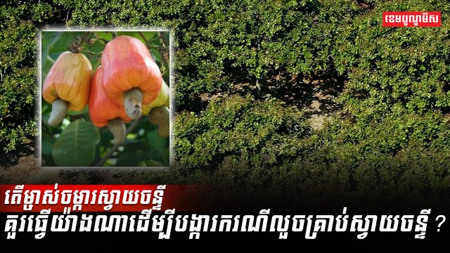 ចម្ការស្វាយចន្ទី