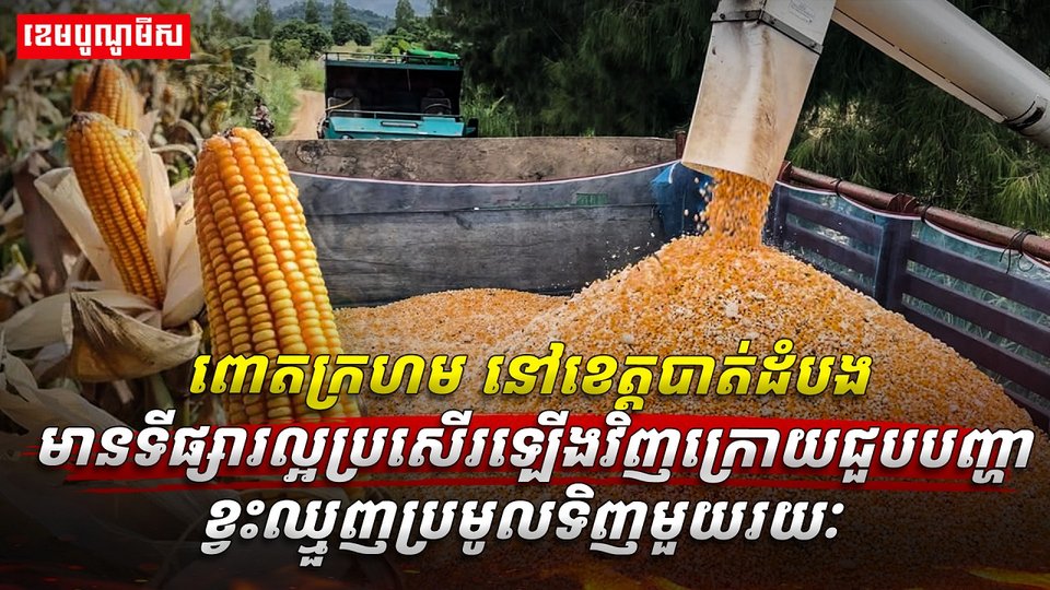 ​​​​​​​​​​​​​​​​​​​​​​​​​​​​ពោតក្រហម