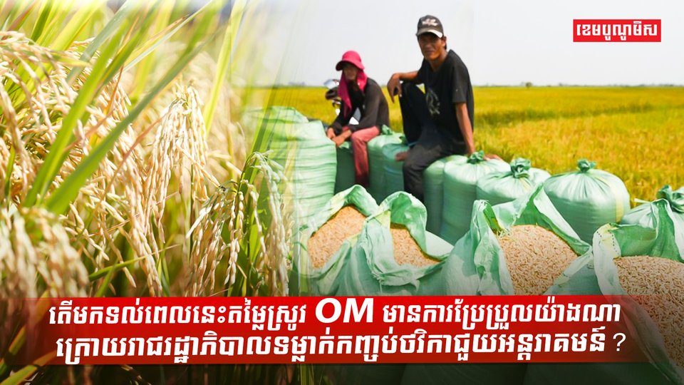 តើមកទល់ពេលនេះស្ថានភាពតម្លៃស្រូវ OM