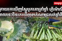 វិស័យកសិកម្ម