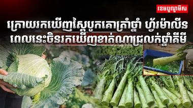 វិស័យកសិកម្ម