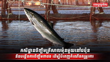 វិស័យចិញ្ចឹមសត្វ