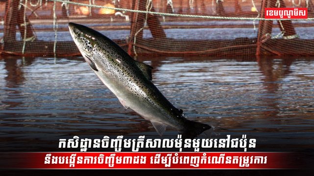 វិស័យចិញ្ចឹមសត្វ