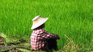 កូវីដ-១៩ធ្វើឲ្យរំខានដល់ការរៀបចំធ្វើកិច្ចសន្យាកសិកម្ម