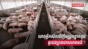 វិស័យចិញ្ចឹមសត្វ