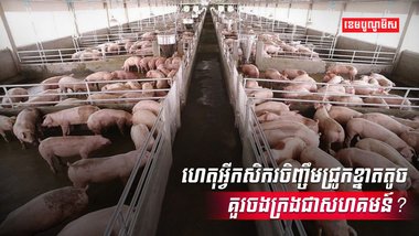 វិស័យចិញ្ចឹមសត្វ
