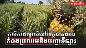 កសិករដាំម្នាស់នៅខេត្តបាត់ដំបងកំពុងប្រឈមនឹងបញ្ហាទីផ្សារssssssss