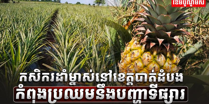 កសិករដាំម្នាស់នៅខេត្តបាត់ដំបងកំពុងប្រឈមនឹងបញ្ហាទីផ្សារssssssss