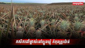 វិស័យកសិកម្ម