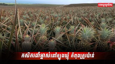 វិស័យកសិកម្ម