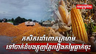 វិស័យកសិកម្ម