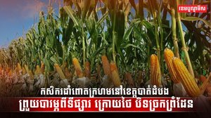 វិស័យកសិកម្ម