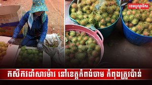 កសិករដាំសាវម៉ាវ