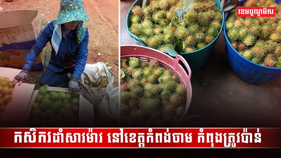 កសិករដាំសាវម៉ាវ