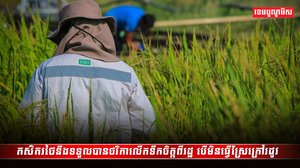 វិស័យស្រូវ អង្ករ