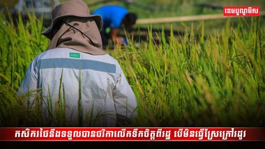 វិស័យស្រូវ អង្ករ